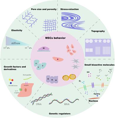 Biophysical and Biochemical Cues of Biomaterials Guide Mesenchymal Stem Cell Behaviors